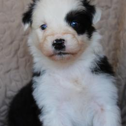 Muncho - Black tri-color female Australian Shepherd puppy in Laurel, Mississippi from Reeves Australian Shepherds