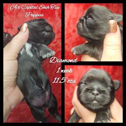 Diamond - Black female Shih Tzu puppy in Maize, Kansas from Air Capital Shih Tzu Puppies