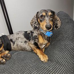 Rolo - Dachshund