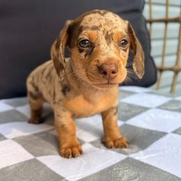 Dachshund Puppies from Alex Cartagena