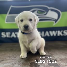 Blizzard - Yellow male Labrador Retriever puppy in Puyallup, Washington from 12 Door Farm Labradors