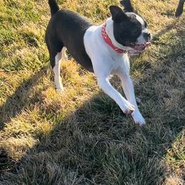 Chikis - Boston Terrier