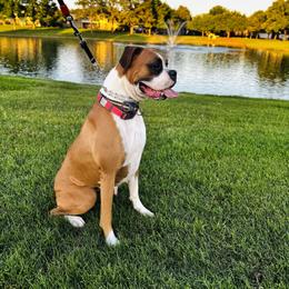 Boxer and French Bulldog All Grown Up from Doggoland
