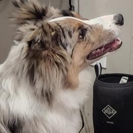 Australian Shepherds from Heartfelt Hollow Farm