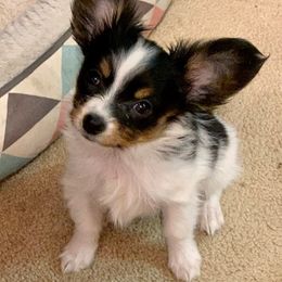 Papillon Puppies from AZSunshine K9's