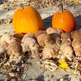 Labradoodle Puppies from Echoing Meadows