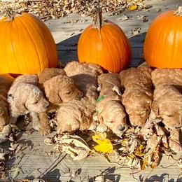 Labradoodle Puppies from Echoing Meadows