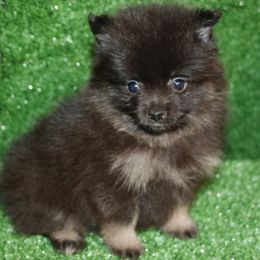 Blue and tan - Blue and tan female Pomeranian puppy in Danielsville, Georgia from PassionatePomPoms