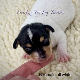 All white girl - White black and tan female Toy Fox Terrier puppy in Wayne, Oklahoma from FritzFox Toy Fox Terriers