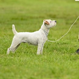 Ramble - Jack Russell Terrier