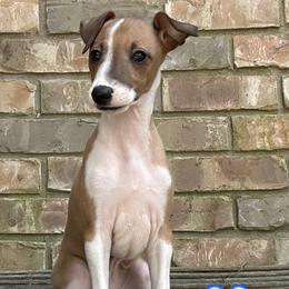 Blue (Boy 1) - Red male Italian Greyhound puppy in Arkadelphia, Arkansas from Concordia