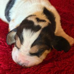 George - Black brown and white male Basset Hound puppy in Hillsboro, West Virginia from Bear Foot Bassets Of West Virginia