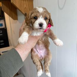 Ginger - Red female Cavapoo puppy in Sugarcreek, Ohio from True Hearted Doodles