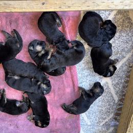Boy 3 - Black and red male German Shepherd puppy in Galt, California from At Redwood Runs