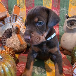 Grey - Red and rust male Doberman Pinscher puppy in Anderson, Indiana from Legendary Kennels