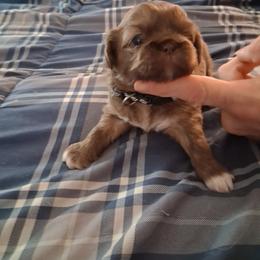 Lucy - Red female Shih Tzu puppy in Lake Worth, Florida from Shih Tzu Cottage