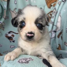 Breezy - Blue merle female Australian Shepherd puppy in Kimbolton, Ohio from Wagon Wheel Aussies