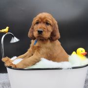 Irish Setter Puppies from Lakeside Irish Setters