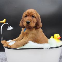 Irish Setter Puppies from Lakeside Irish Setters