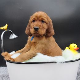 Irish Setter Puppies from Lakeside Irish Setters