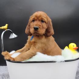 Irish Setter Puppies from Lakeside Irish Setters