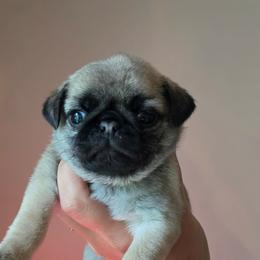 Keeley - Fawn female Pug puppy in Lugoff, South Carolina from Peak Bullies and Pugs SC