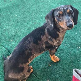 Dachshunds from King’s K-9 Kingdom