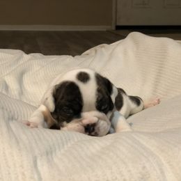 English Bulldog Puppies from Ruza's Bulldogs