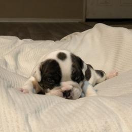 English Bulldog Puppies from Ruza's Bulldogs