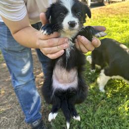 Border Collie Puppies from Athena’s Collies