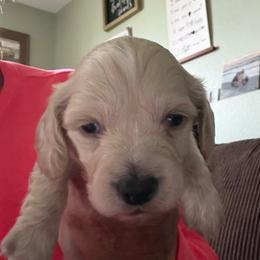 Clear Cream ee Male - Cream male Dachshund puppy in Swanton, Ohio from Mighty But Mini Dachshunds