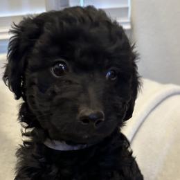 Boy 3 - Black Goldendoodle puppy in Hurricane, Utah from Dancing Doodles