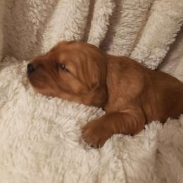 Cowboy - Dark golden male Golden Retriever puppy in Skull Valley, Arizona from TC's Golden Ranch