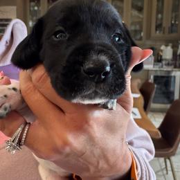 Amarillo - Black roan male German Shorthaired Pointer puppy in San Antonio, Texas from Alvarado Farm Kennels, LLC