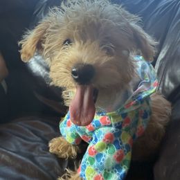 Moto Moto - Cream male Assorted Doodle Crosses puppy in River Falls, Wisconsin from Dottie's Doodles