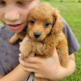Mark - Apricot male Poodle puppy in Palmyra, Nebraska from Nebraska K9's