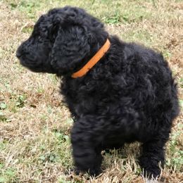 Pumpkin - Black male Poodle puppy in Calvert City, Kentucky from Pawpaws Doodles