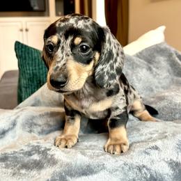 Boy 2 - Dapple male Dachshund puppy in Hollidaysburg, Pennsylvania from Weenie Bros