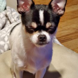 Chihuahua Puppies from Fine Whines & Lickers