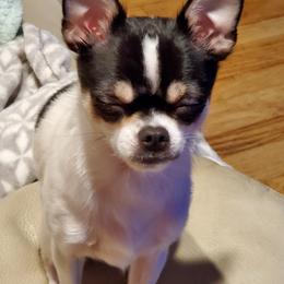 Chihuahua Puppies from Fine Whines & Lickers