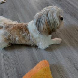 Olli-ver - Shih Tzu