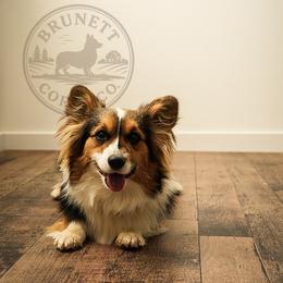 Tilly - American Corgi