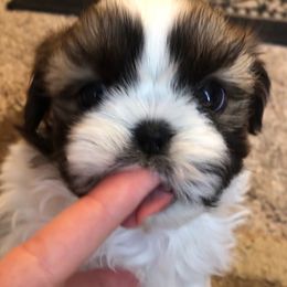 Skelly - Black gold and white male Shih Tzu puppy in Conway, Missouri from Stevens’ Hidden Acres