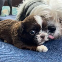 Toffee - Liver and white female Shih Tzu puppy in Statesboro, Georgia from Magnolia Small Breeds