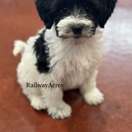 Minnie - Parti female Goldendoodle puppy in Milford, Indiana from Railway Acres Kennel