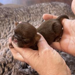 Jed - Chocolate and tan male Shih Tzu puppy in Tampa, Florida from Shih Tzus of Kingshyre