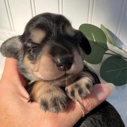 Black and cream female purple - Black and cream female Dachshund puppy in Nampa, Idaho from Long_and_Low_Dachshunds