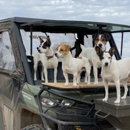 Parson Russell Terriers from Burning Daylight Parson Russells
