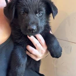 Blue - Black male German Shepherd puppy in Jennings, Kansas from Lost Creek German Shepherds LLC