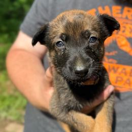 Zira - Sable female Working Dog Cross puppy in Sheridan, Arkansas from Dark Sky Kennels